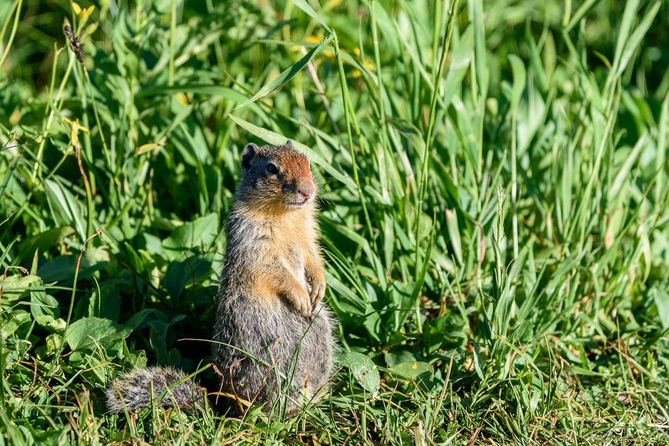 Nikon 24-120mm f4G VR Sample Image (50)