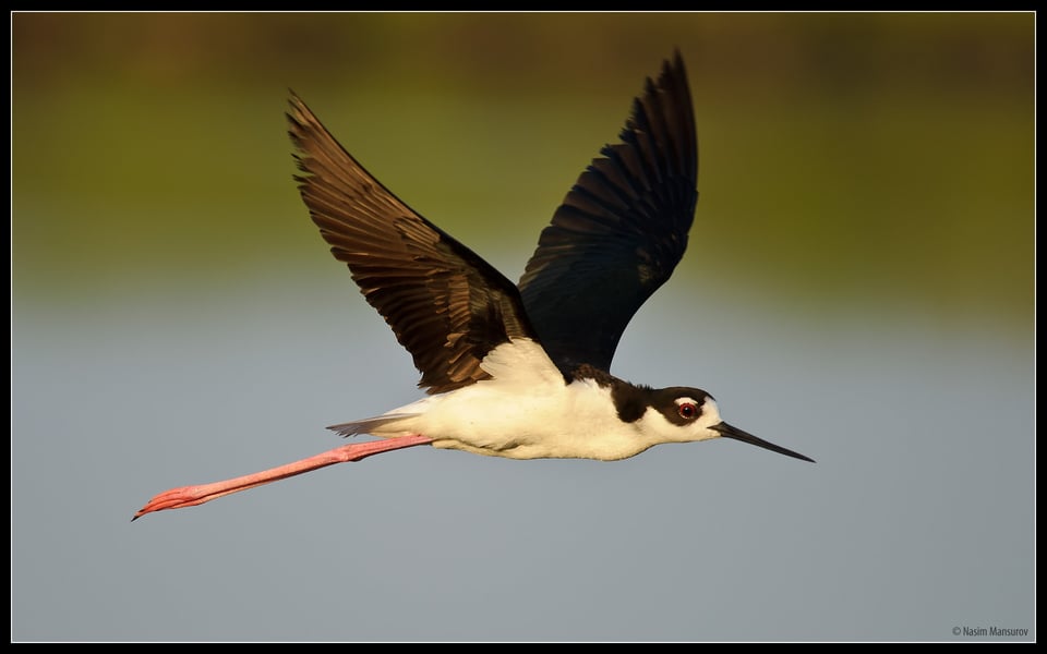 Black-necked Stilt