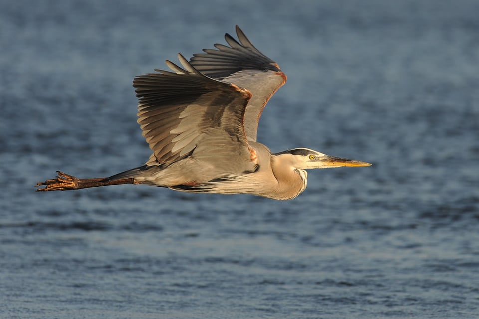 How To Use A Teleconverter To Get Closer To Your Subjects