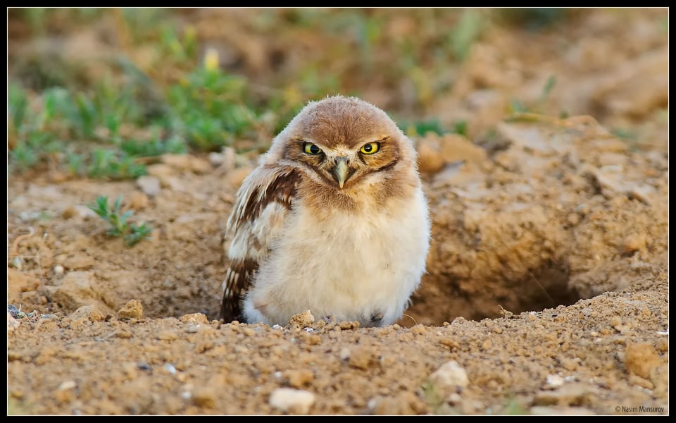 Burrowing Owl Chick Burrowing Owl Chick