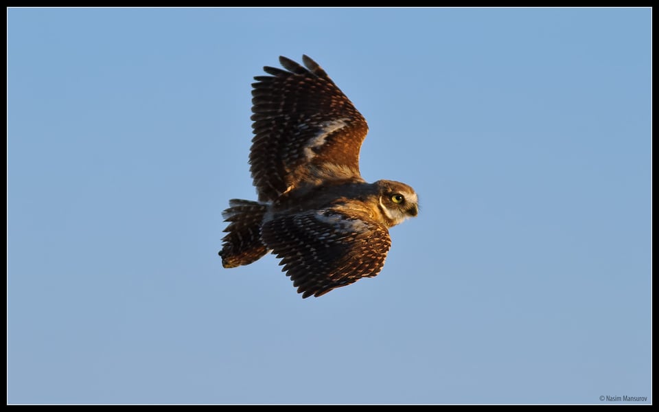 Burrowing Owl in Flight Burrowing Owl in Flight