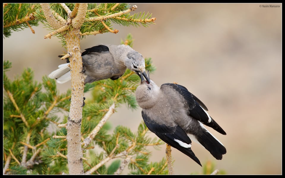 Clarks Nutcracker Feeding