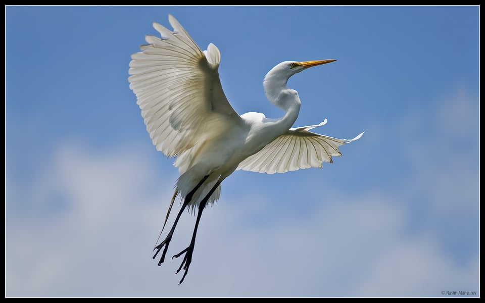 Great White Egret