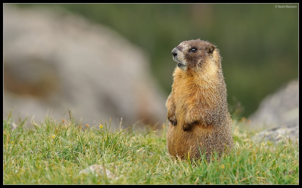 Marmot Standing Up