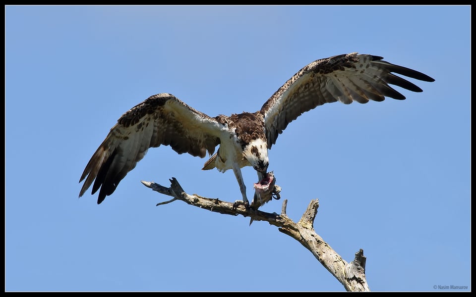 Osprey Eating Fish