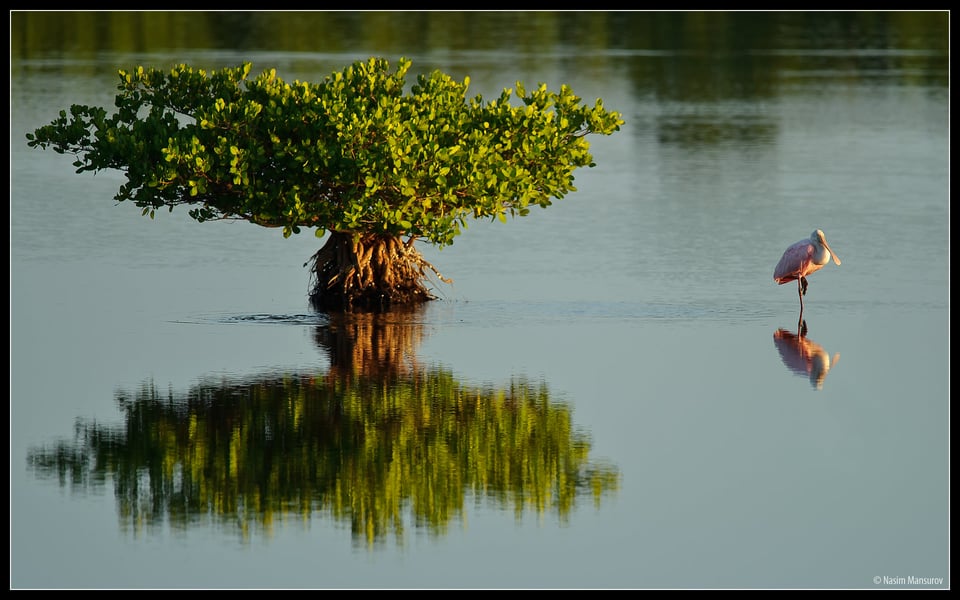 Roseate Spoonbill