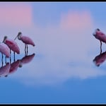 Roseate Spoonbills