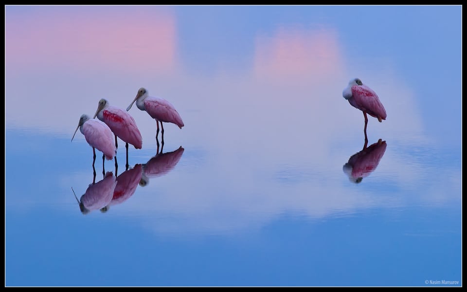 Roseate Spoonbills Roseate Spoonbills