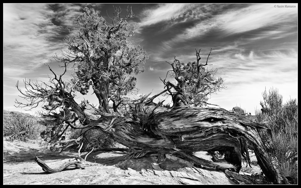 Tree BW