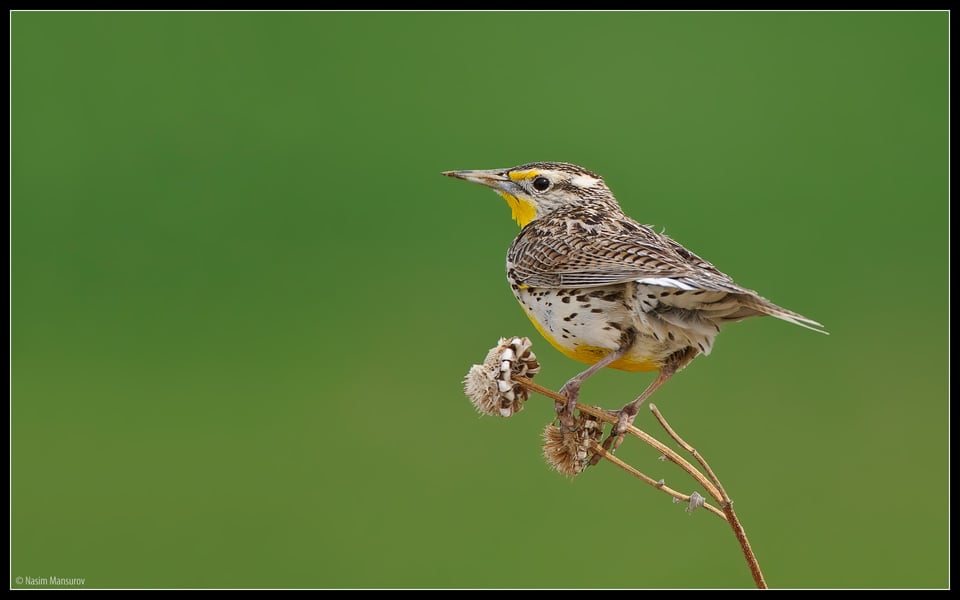 Western Meadowlark