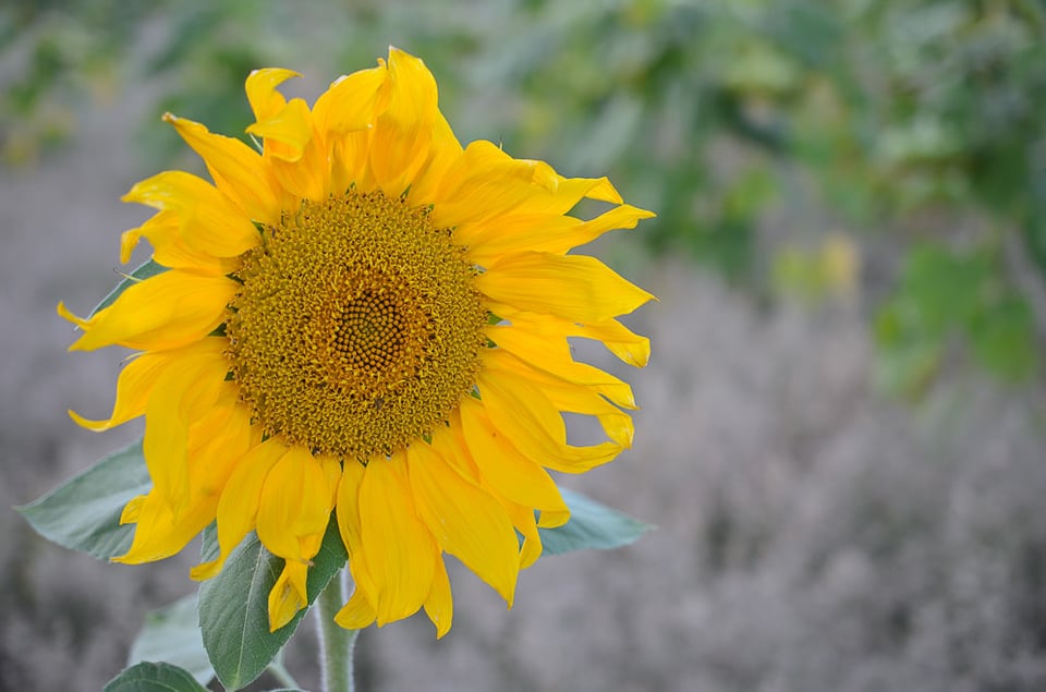 Sunflower