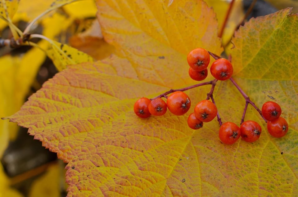 Red Berries on Leafe