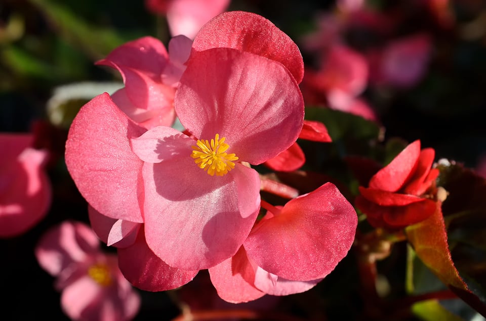 Red Flower