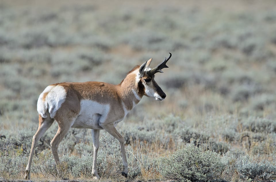 Pronghorn Pronghorn