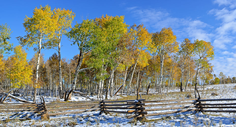 Fall Colors Aspen