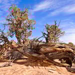Tree in Color