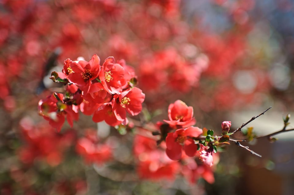 Bokeh Bokeh
