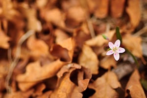 Zeiss 35mm Bokeh Sample