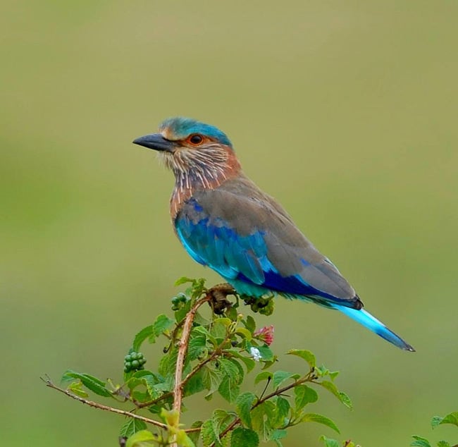 Bird with clean BG but too soft