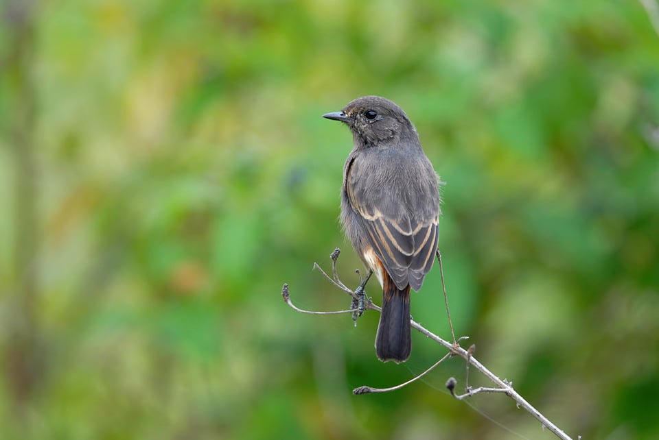 Bird with distracting BG