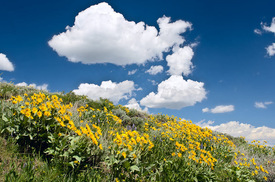 Flowers and Clouds