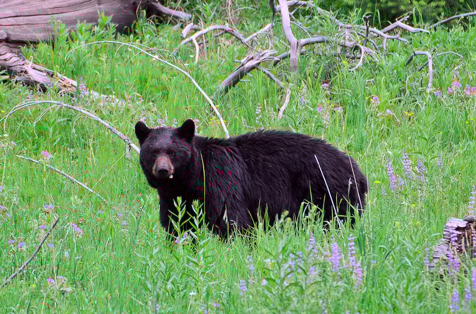 Black Bear Black Bear