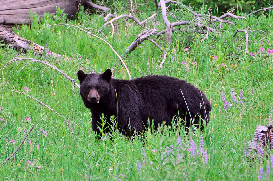 Black Bear