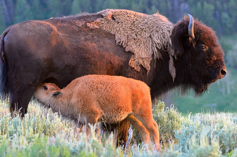 Bison Baby Bison Baby