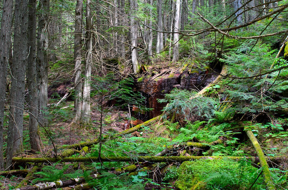 Green Forest