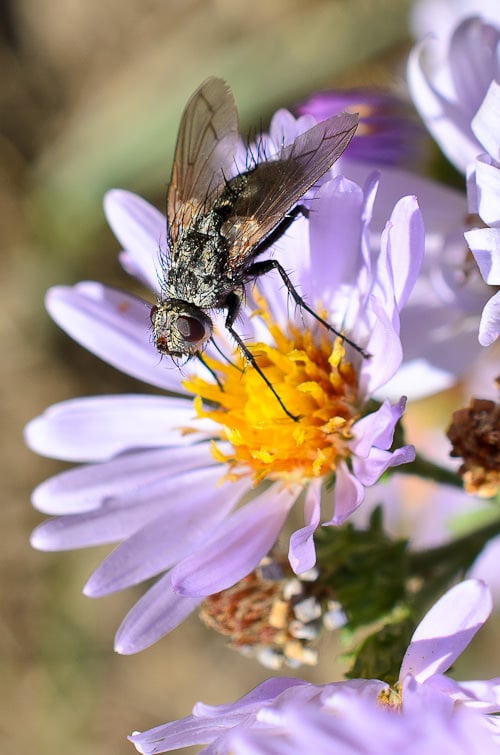 Nikon 40mm f/2.8 Sample #3