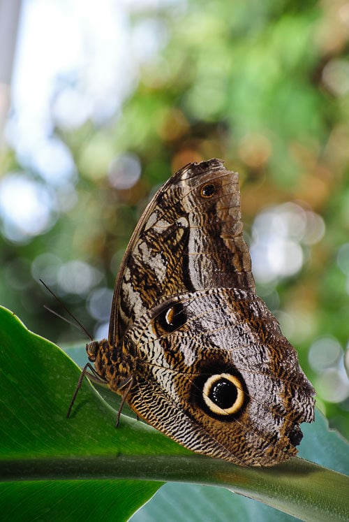 Nikon 1 10-100mm Bokeh Sample