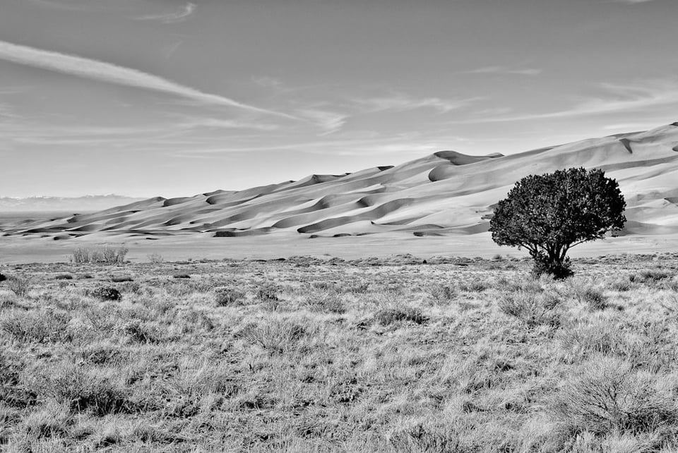 Sand Dunes Tree Sand Dunes Tree