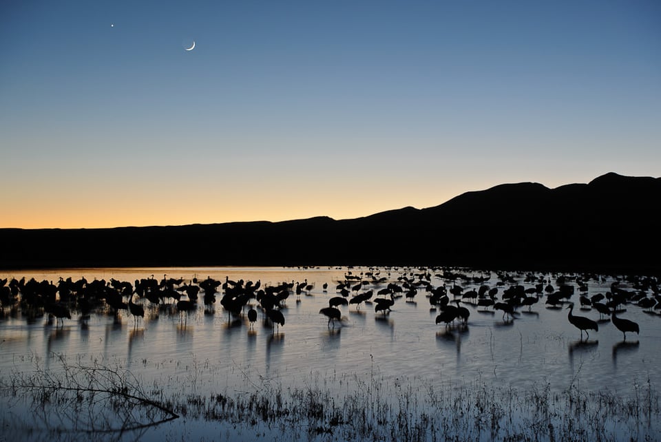 Bosque Del Apache