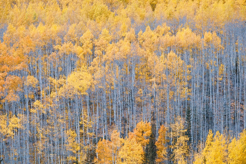 Nikon Z 70-200mm f4 for Landscape Photography Sample Aspens