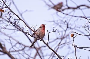 AF-S VR Zoom-Nikkor 70-300mm f4.5-5.6G IF-ED (2)