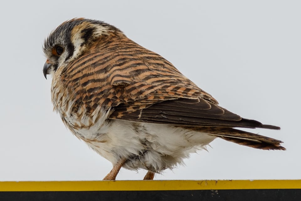 American Kestrel American Kestrel