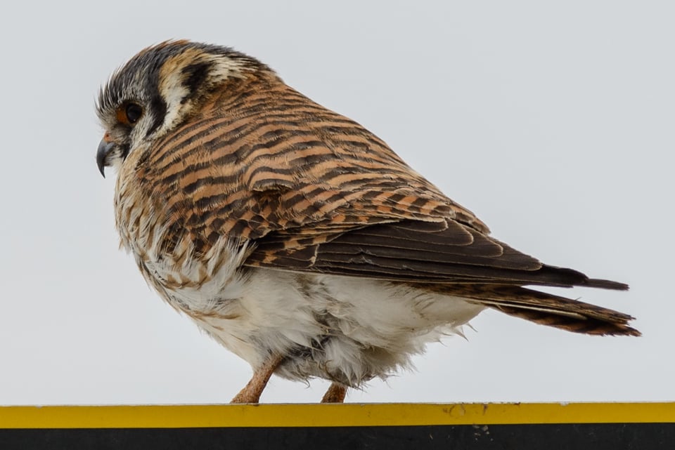 American Kestrel