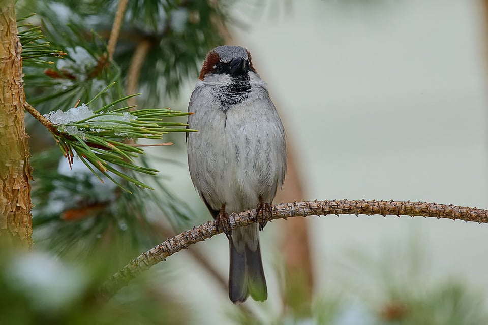 Bird Sample Processed Bird Sample Processed