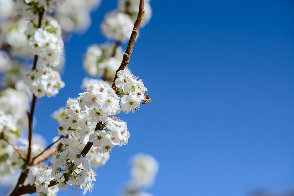 Bee on Tree