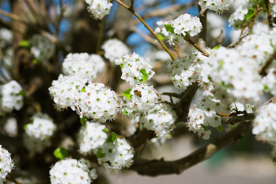 Spring Bloom