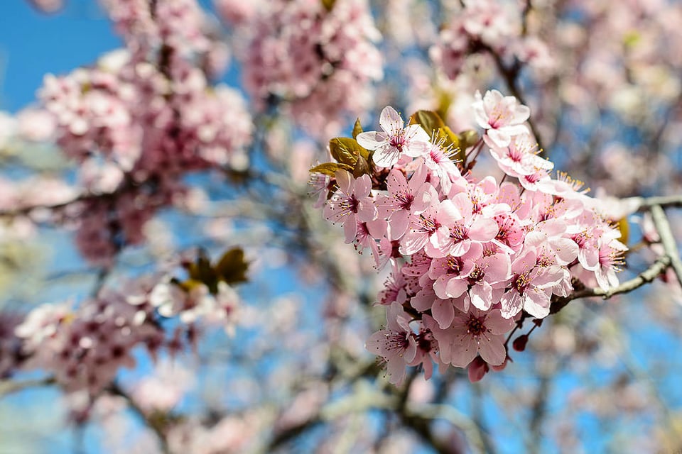 Spring Bloom