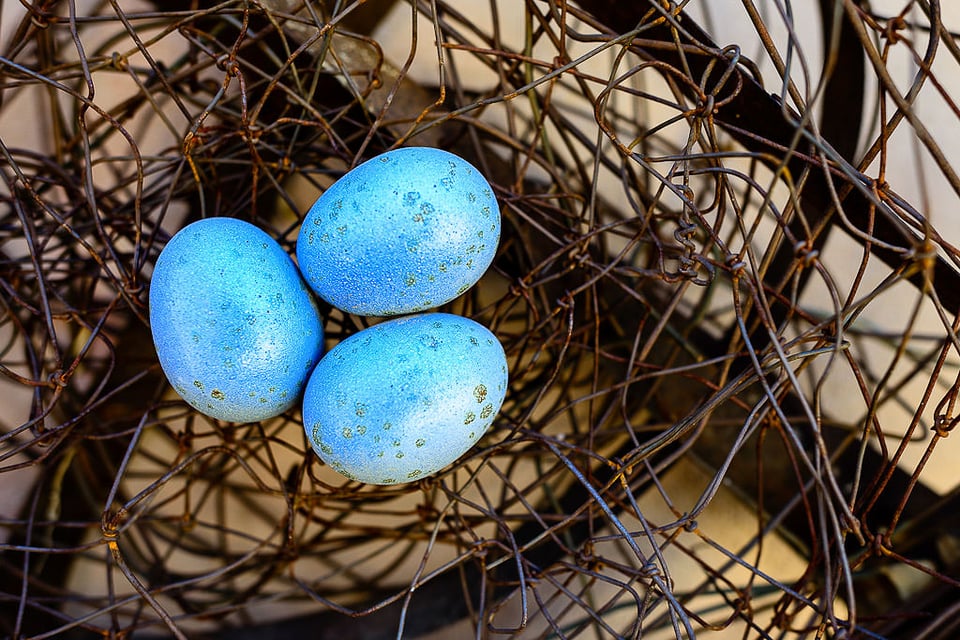 Blue Eggs Blue Eggs