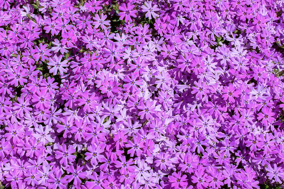 Flowers, Cropped Flowers, Cropped