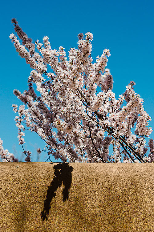 Blooming Tree over a fence Blooming Tree over a fence