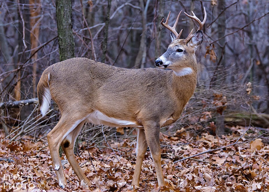 Whitetail Habitat Management • Hunting Advice and Tips For Serious Deer And  Turkey Hunters