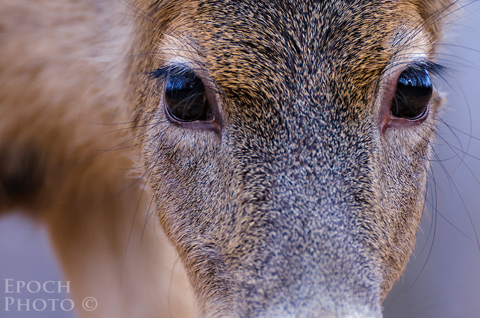 A Friend Named "Almond Eyes"