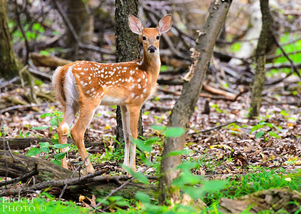 A Fawn Stopped to Pose