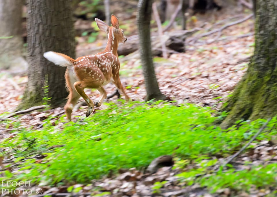 Fawn Running