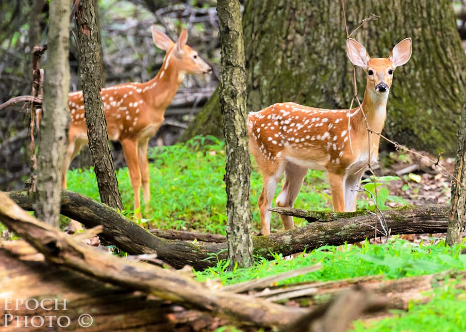 Two Faws Waiting for Their Mother