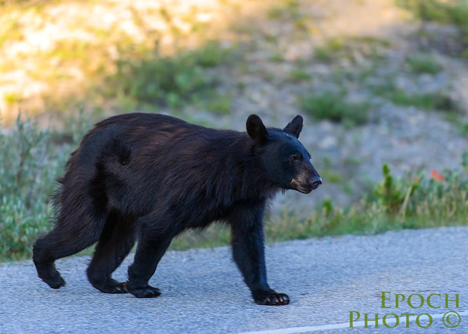 Bear-Crossing-Road